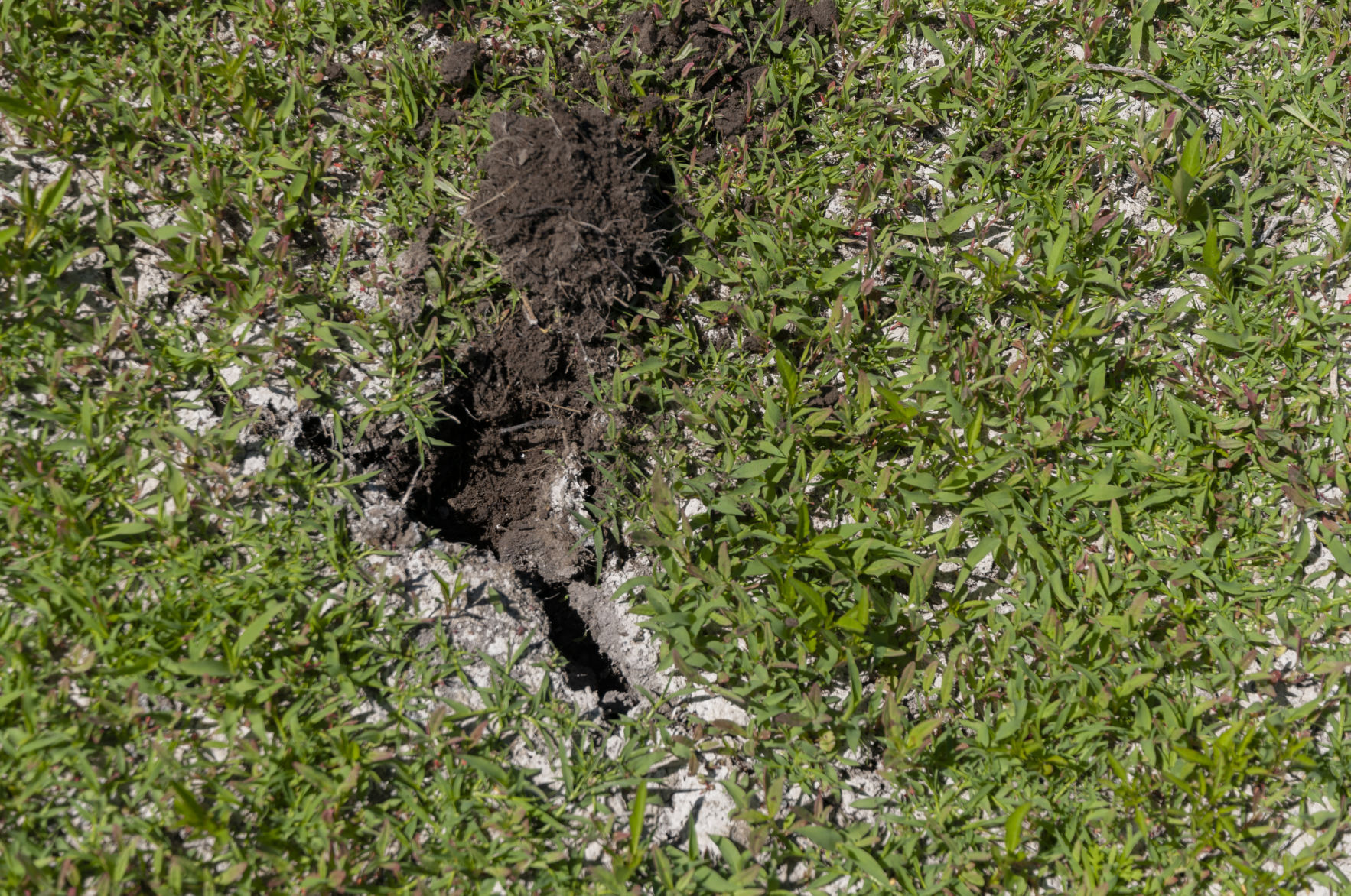 peat soil_lower klamath2020